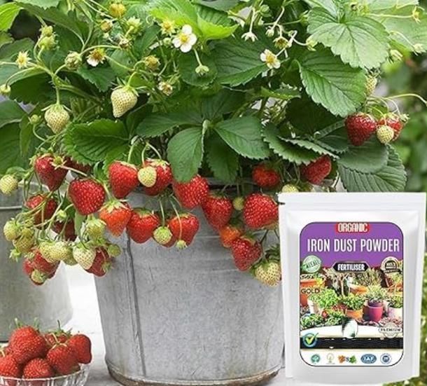 Iron Dust Fertilizer (350gm)